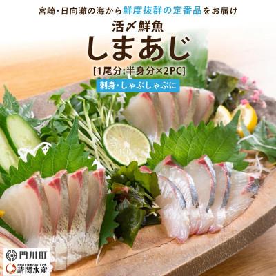 ふるさと納税 門川町 しまあじのお刺身(1尾分:約500〜600g)(門川町)