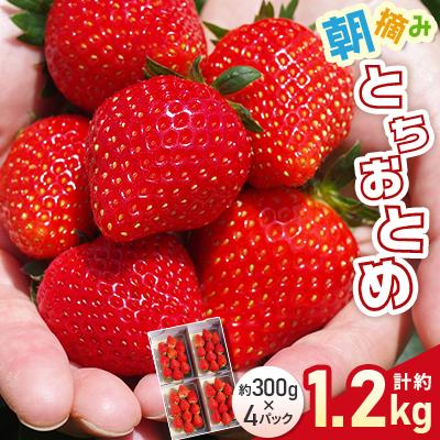 ふるさと納税 矢板市 朝摘みとちおとめ 約1200g