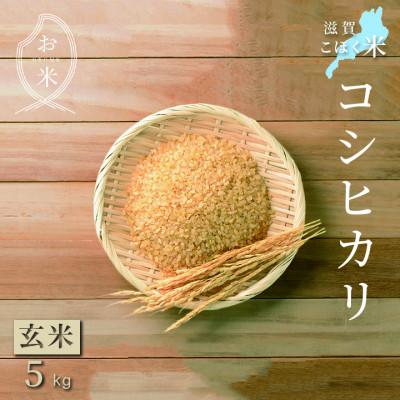 ふるさと納税 長浜市 令和6年産 滋賀県湖北産 湖北のコシヒカリ 玄米 5kg [食味最高ランク特A 3年連続受賞]