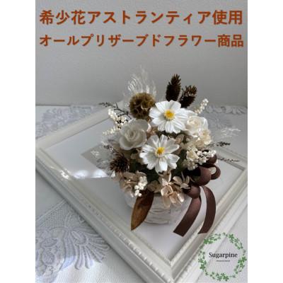 ふるさと納税 春日部市 プリザーブドフラワーアレンジ[ブロン]春日部市 シュガーパイン