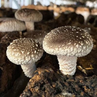 ふるさと納税 中野市 キノコでカラダを整える!新鮮きのこ詰め合わせ 小(5種類以上/7パック以上)_2