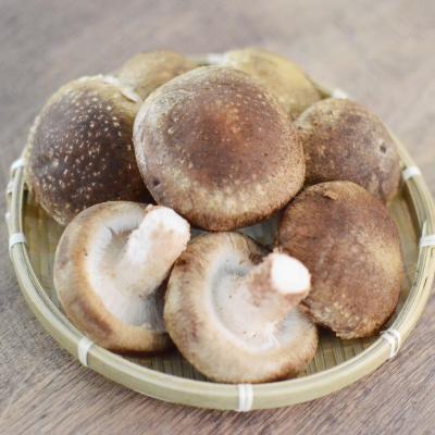 ふるさと納税 中野市 キノコでカラダを整える!新鮮きのこ詰め合わせ 小(5種類以上/7パック以上)_3