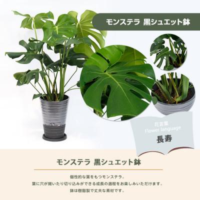 ふるさと納税 指宿市 【観葉植物】モンステラ70cm〜90cm/黒シュエット鉢(IB086-012) |  | 01
