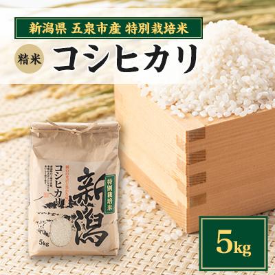 ふるさと納税 五泉市 [新米先行受付]R7年産新潟県五泉市産 コシヒカリ 5kg 精米
