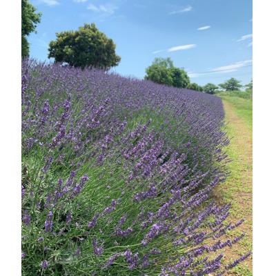 ふるさと納税 久喜市 久喜市菖蒲産ラベンダー精油