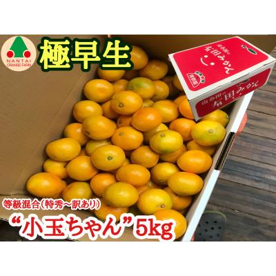 ふるさと納税 有田川町 [南泰園の極早生・有田みかん]小玉ちゃん/等級混合・約5kg 和歌山県有田川町産