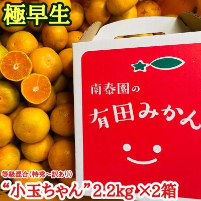 ふるさと納税 有田川町 [南泰園の極早生・有田みかん]小玉ちゃん/等級混合・約2.2kg×2箱 和歌山県有田川町産