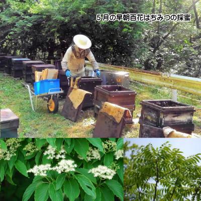 ふるさと納税 三次市 国産純粋はちみつ広島県産の天然百花蜂蜜1200g入