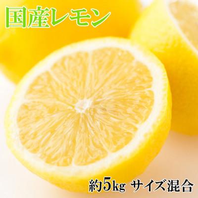 ふるさと納税 日高川町 [産直]和歌山産レモン約5kg(サイズ混合)(日高川町)