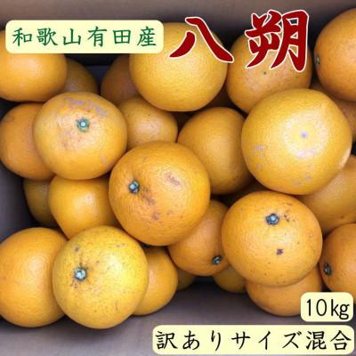 ふるさと納税 古座川町 [手選果・訳あり]有田産の八朔約10kg(サイズ混合)(古座川町)