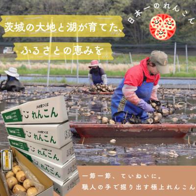 ふるさと納税 かすみがうら市 肉厚でシャキシャキの食感と甘みが特徴　　掘りたて れんこん　4Kg(4〜7本) |  | 01