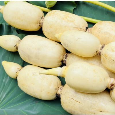 ふるさと納税 かすみがうら市 肉厚でシャキシャキの食感と甘みが特徴　　掘りたて れんこん　4Kg(4〜7本) |  | 02