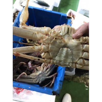 ふるさと納税 北栄町 鳥取県産 活松葉ガニ訳あり!2枚セット