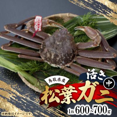 ふるさと納税 北栄町 活 鳥取県産タグ付き松葉ガニ中1枚(600g~700g)