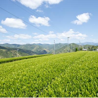 ふるさと納税 静岡市 【玉露・煎茶・玄米茶・和紅茶・ほうじ茶】ティーバッグ詰め合わせ各12個入(合計60ティーバッグ) |  | 03