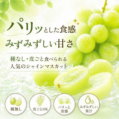 ふるさと納税 唐津市 【濃厚芳醇】シャインマスカット 1kg 佐賀県唐津