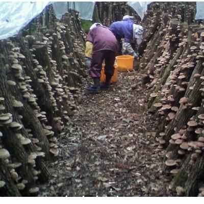 ふるさと納税 人吉市 原木栽培「業務用椎茸」500g　熊本県人吉市産 |  | 02