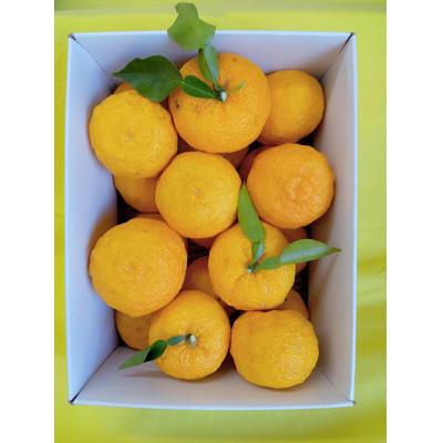 ふるさと納税 富士川町 栽培期間中農薬を使わないゆず 優良品ばら詰め 2.4kg(約20個〜23個)