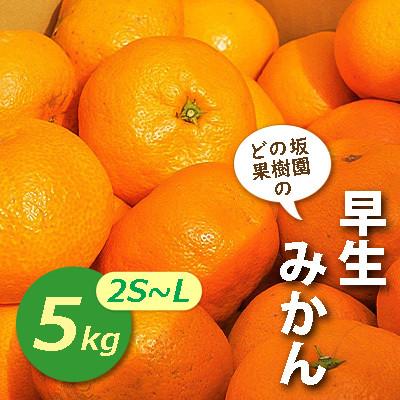 ふるさと納税 日高川町 早生みかん5kg(2S〜Lサイズ)