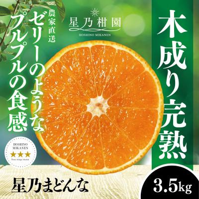 ふるさと納税 八幡浜市 星乃みかん園の 星乃まどんな (3.5kg)[D45-63]
