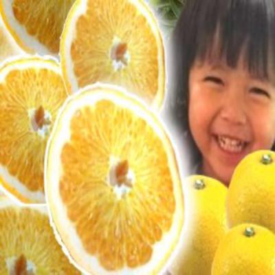 ふるさと納税 和歌山市 はっさく 和歌山産 八朔 秀品 3kg(サイズおまかせ)