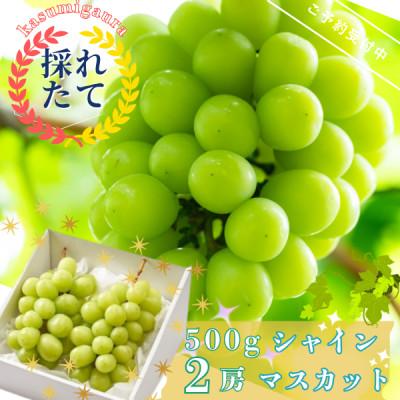 ふるさと納税 かすみがうら市 [先行受付]茨城県かすみがうら市産 シャインマスカット2房(約500g×2)