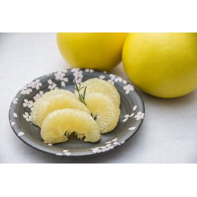 ふるさと納税 土佐市 高知県産土佐文旦小玉5kg