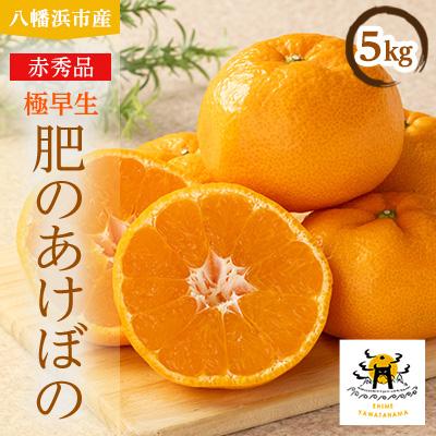 ふるさと納税 八幡浜市 希少品種(赤秀品)真っ赤な 極早生 みかん 5kg[C56-32]