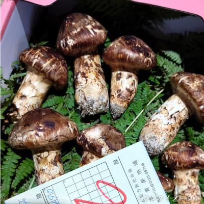 ふるさと納税 橋本市 【和歌山産】〜香りそのまま真空パック〜高級・希少 高野松茸　200g(訳有品詰合せ) |  | 01