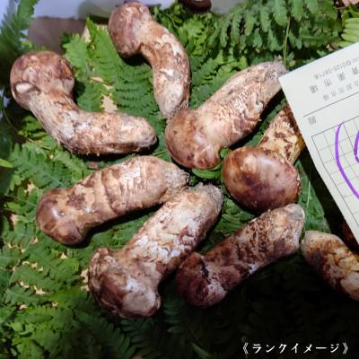 ふるさと納税 橋本市 【和歌山産】〜香りそのまま真空パック〜高級・希少 高野松茸　200g(訳有品詰合せ) |  | 02