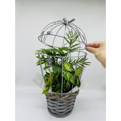 ふるさと納税 瑞穂市 幸せを運ぶ観葉植物のバードフラワー