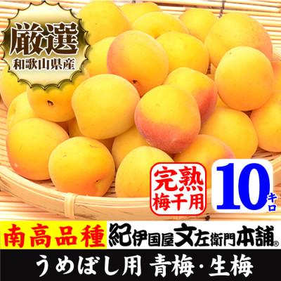ふるさと納税 上富田町 厳選南高梅 フレッシュ青梅(生梅)[完熟]10kg 大サイズ 朝取り手選別 黄色 南高梅 梅干用