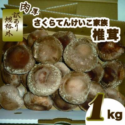 ふるさと納税 さくら市 オーガニック栽培肉厚しいたけ “さくら天恵〓(てんけいこ)家族(規格外)" 1kg(個数おまかせ)