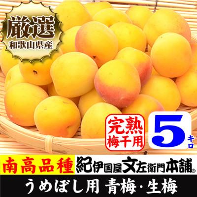 ふるさと納税 上富田町 厳選南高梅 フレッシュ青梅(生梅)[完熟]5kg 特大サイズ 朝取り手選別 黄色 南高梅 梅干用