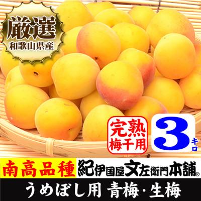ふるさと納税 上富田町 厳選南高梅 フレッシュ青梅(生梅)[完熟]3kg 特大サイズ 朝採り手選別 黄色 南高梅 梅干用