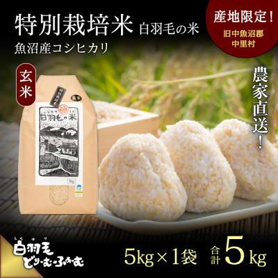 ふるさと納税 十日町市 令和7年産 農家直送!魚沼産こしひかり 特別栽培米「白羽毛の米」玄米5kg