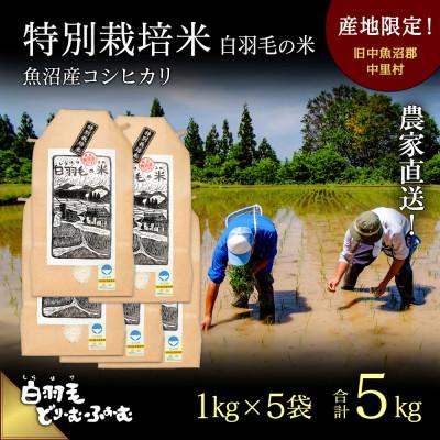 ふるさと納税 十日町市 令和7年産 農家直送!魚沼産こしひかり 特別栽培米「白羽毛の米」精米1kg×5袋