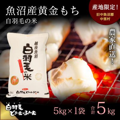 ふるさと納税 十日町市 令和7年産 農家直送!魚沼産黄金もち「白羽毛の米」精米5kg×1袋