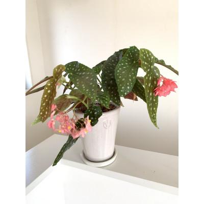 ふるさと納税 府中市 恋する水玉ベゴニア 流れ星