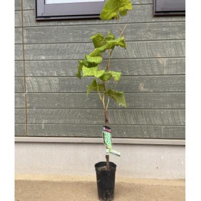 ふるさと納税 かすみがうら市 シャインマスカット苗木