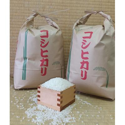 ふるさと納税 幸手市 令和7年幸手産こしひかり(精米)[5kg×2袋]