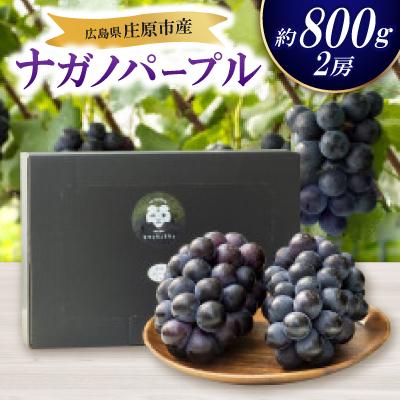 ふるさと納税 庄原市 [先行受付 2026年発送]ナガノパープル2房セット