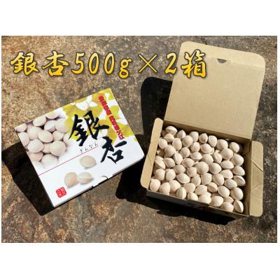 ふるさと納税 稲沢市 祖父江産こだわりの大粒銀杏[500g×2箱]