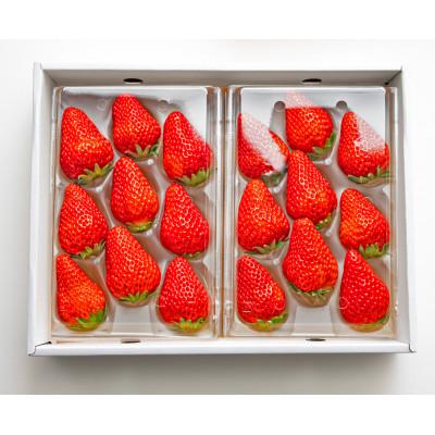 ふるさと納税 北栄町 [鳥取県北栄町]大玉甘熟いちご『紅ほっぺ』