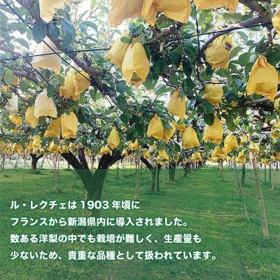 ふるさと納税 加茂市 「青柳果樹園のルレクチェ」 西洋梨 良品家庭用 3kg(7〜9玉)|ふるさと納税 冬限定新潟の味覚 |  | 01