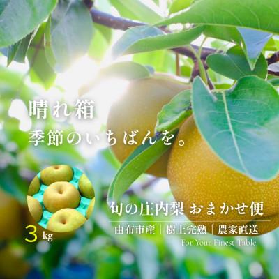 ふるさと納税 由布市 [晴れ箱]由布市産 庄内梨 約3kg|旬のおまかせ便・樹上完熟・農家直送・期間限定|庄内梨の藤原