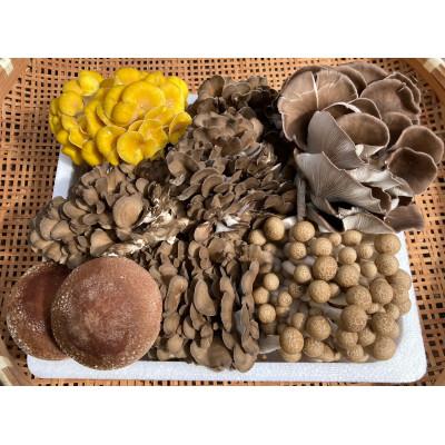 ふるさと納税 城里町 きのこの詰め合わせSサイズ(1000g) |  | 01