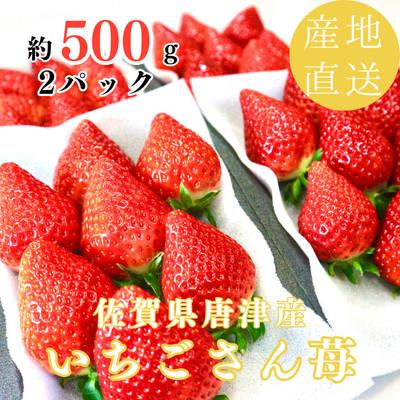 ふるさと納税 唐津市 [濃厚苺いちごさん]約500g 沢山の日光を浴びた苺![2026年2月より順次発送予定]
