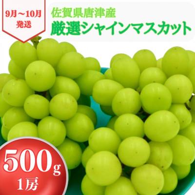 ふるさと納税 唐津市 [濃厚芳醇]シャインマスカット500g 佐賀県唐津産 2026年9月より順次発送/先行受付