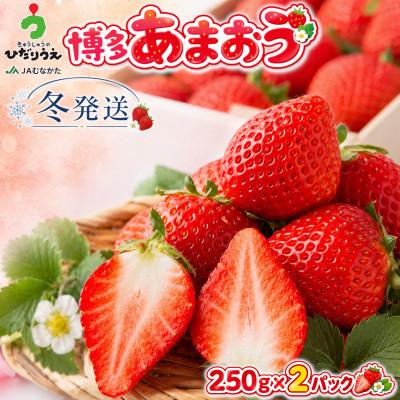 ふるさと納税 行橋市 [2026年12月上旬〜27年1月下旬発送予定]博多あまおう(冬)250g×2P(行橋市)
